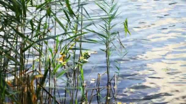 Reed sepanjang tepi air — Stok Video