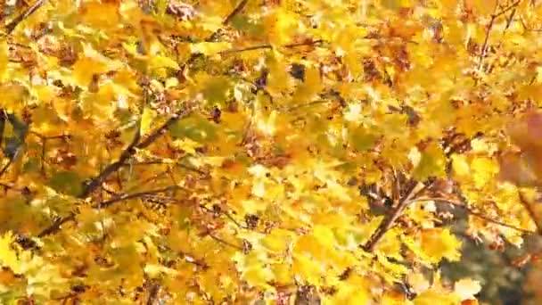 Maple daun — Stok Video