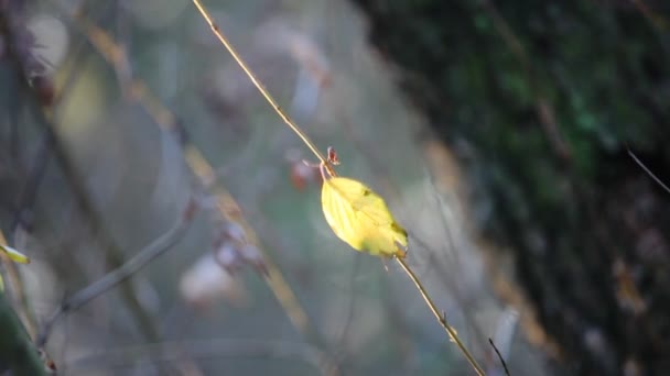 Feuille jaune dans le vent 