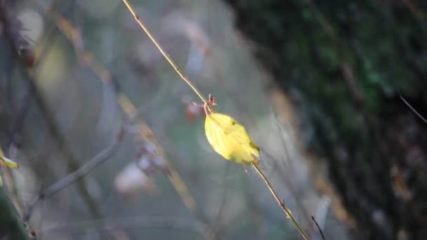 Hoja amarilla en el viento — Vídeos de Stock