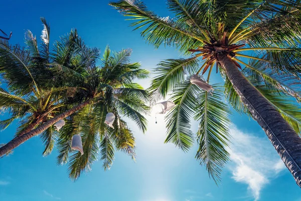 Palmeras en el cielo azul — Foto de Stock