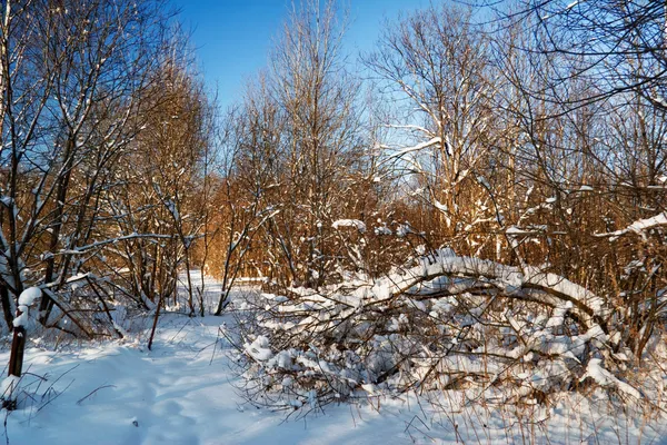 Зимнее поле под голубым небом — стоковое фото