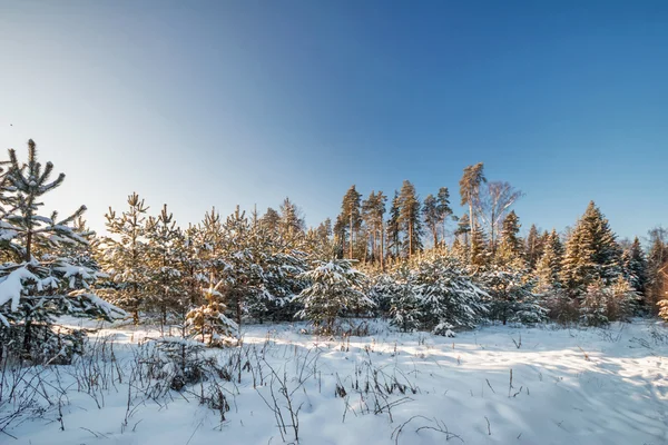 Campo de inverno sob o céu azul — Fotografia de Stock