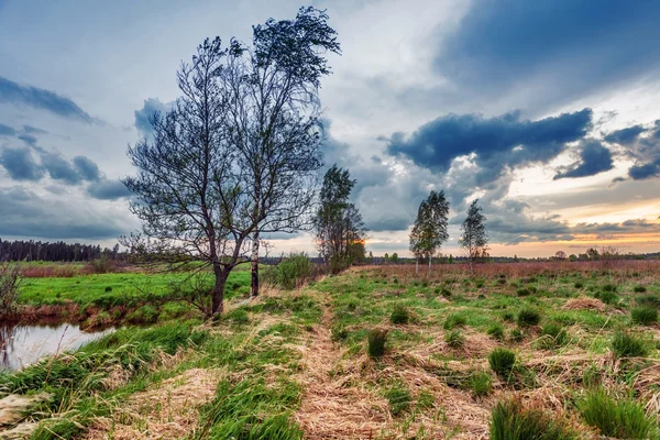 Pôr do sol no campo de verão — Fotografia de Stock