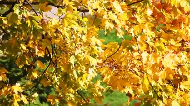 Кленове листя — стокове відео