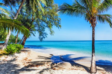 Egzotik tropikal plaj.