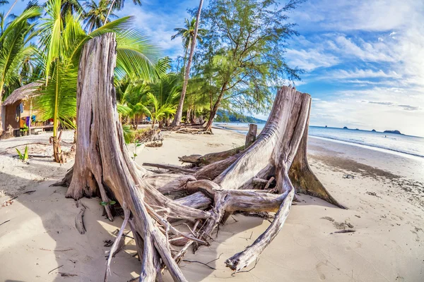 Egzotyczna plaża tropikalna. — Zdjęcie stockowe