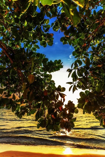 Tropisk strand vid solnedgången. — Stockfoto