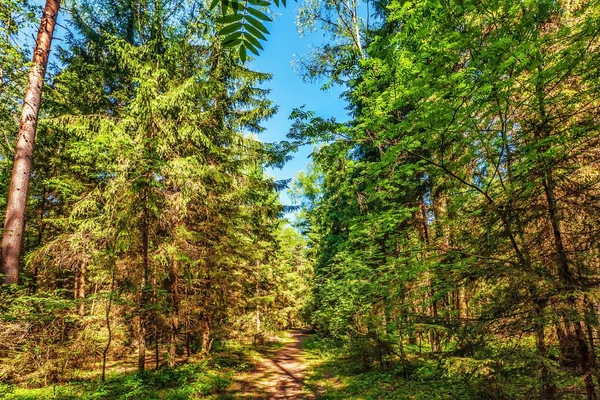 Zomer bos — Stockfoto