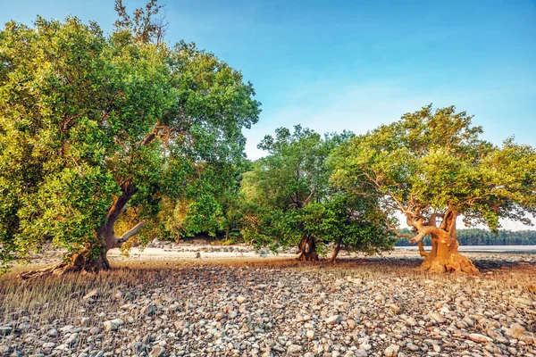 Treees vid havets strand efter ebb i solnedgången ljus — Stockfoto