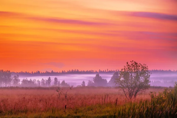 Foggy sunset in summer field — Stock Photo, Image