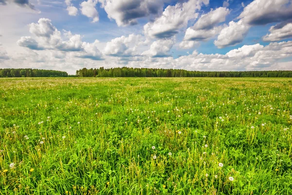 Grüne Wiese — Stockfoto