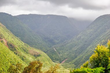 dağ ve orman sisli bir havada. Hawaii.
