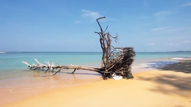 Driftwood στην παραλία — Αρχείο Βίντεο