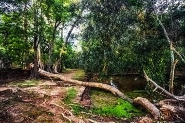 vasıl angkor wat alan orman orman