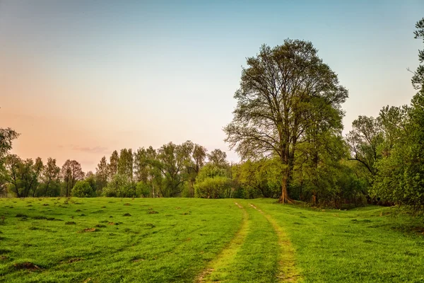 Road in sunset field — Stock Photo, Image