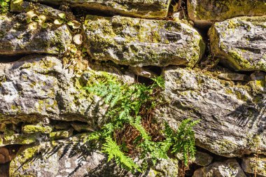 Fern eski taş duvar