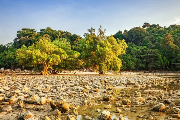 Tropical beach in sunset light. — Stok fotoğraf