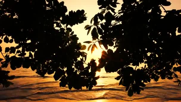 Playa tropical al atardecer . — Vídeo de stock