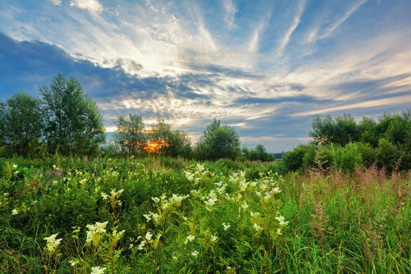 Pôr do sol no campo de verão — Fotografia de Stock