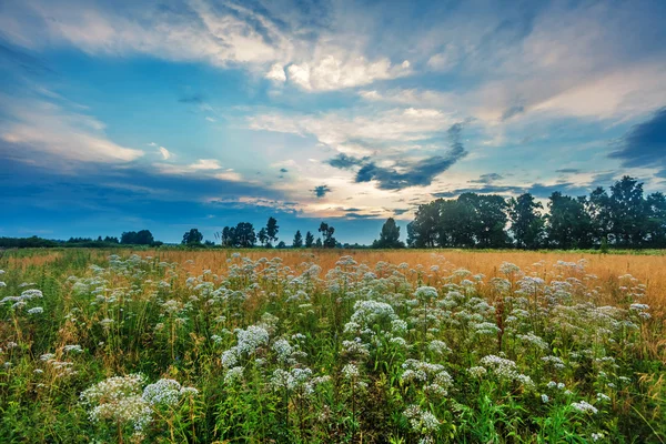 Sunset in summer field — Stock Photo, Image