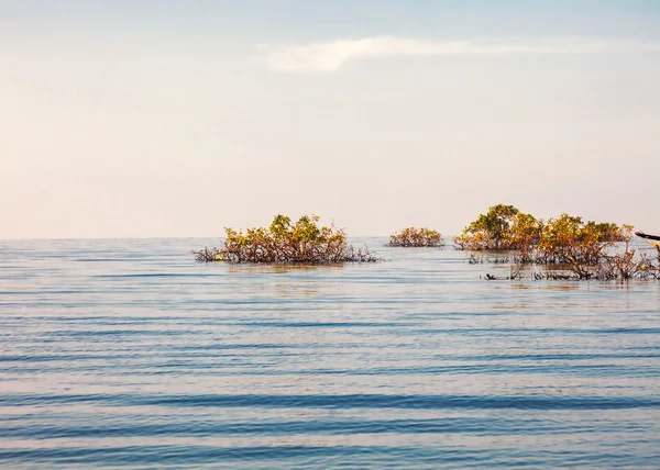 Lago com plantas — Fotografia de Stock