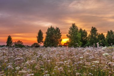 Yaz alanına Sunset