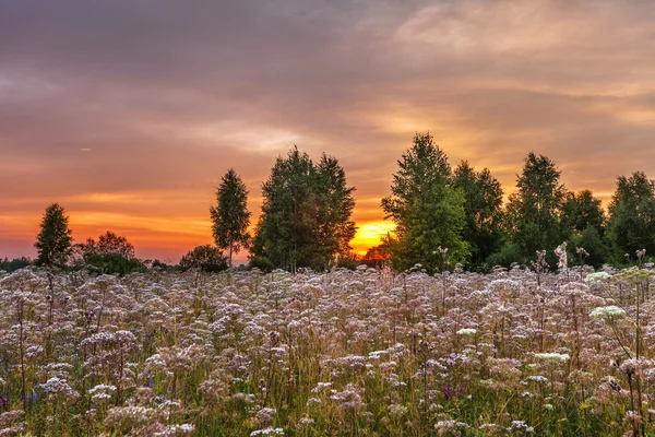 Sunset in summer field — Stock Photo, Image