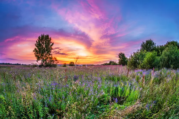 Zonsondergang in de zomer veld — Stockfoto