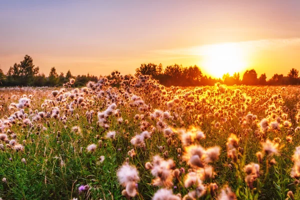 Weergave van de veld distel in zonsondergang licht — Stockfoto