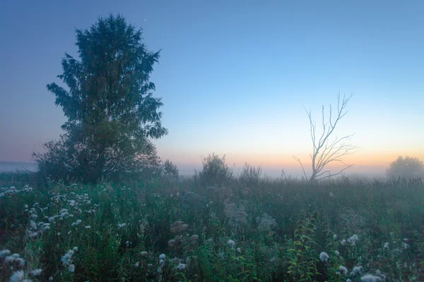 Mistige zomer veld — Stockfoto