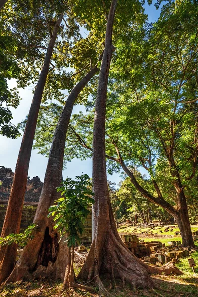 Selva Bosque en Angkor Wat Área — Foto de Stock