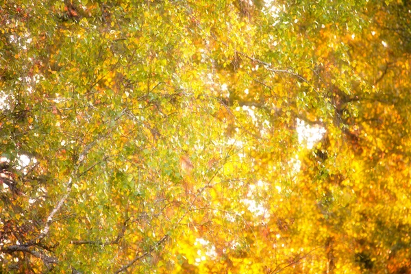 Gren gul leafes — Stockfoto
