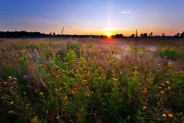 Puesta de sol en el campo de verano — Foto de Stock