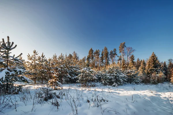 Winterfeld unter blauem Himmel — Stockfoto