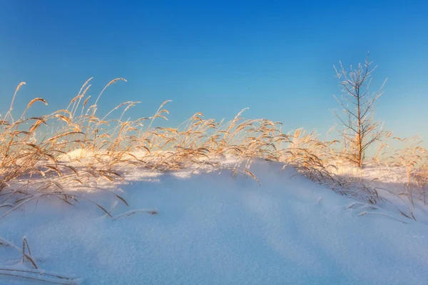 Sonnenuntergang Licht im Winterfeld — Stockfoto