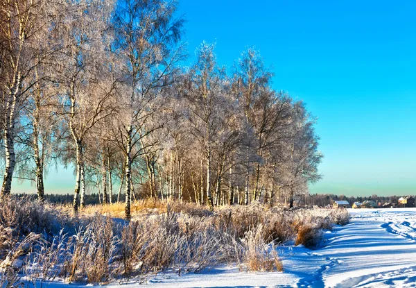 Campo de invierno bajo —  Fotos de Stock