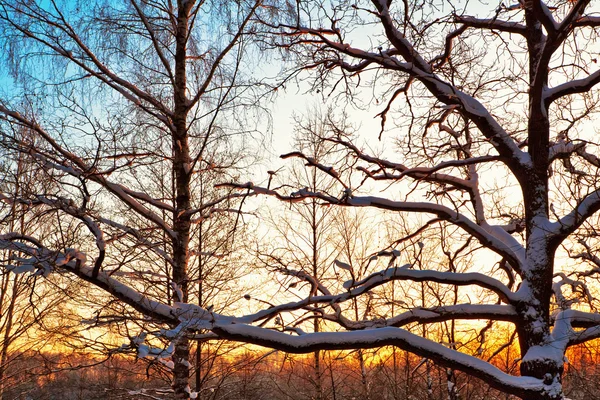 Zonsondergang in de prachtige winter — Stockfoto