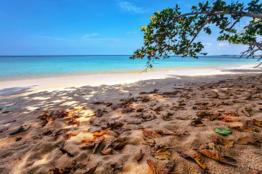 Egzotik tropikal plaj.