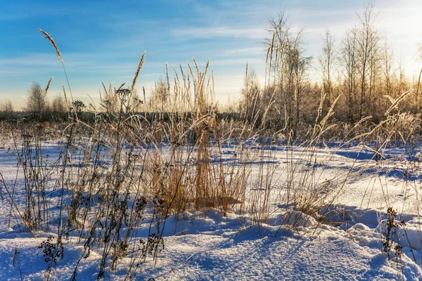 Coucher de soleil dans le champ d'hiver — Photo