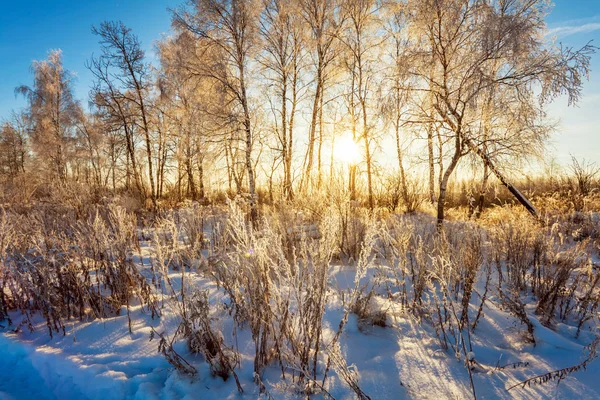 Pôr do sol no campo de inverno — Fotografia de Stock