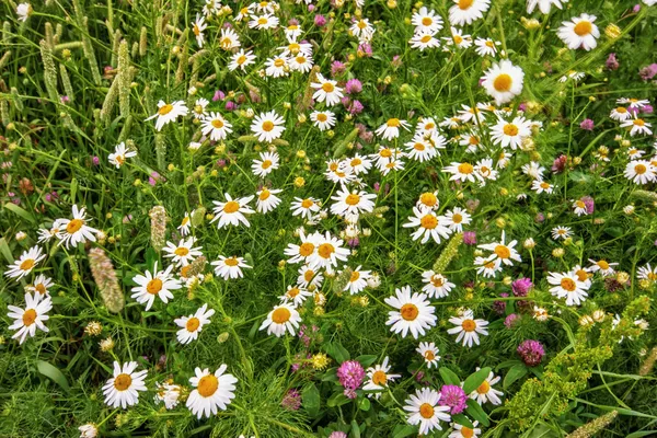 Field with daisies and grass — Stock Photo, Image