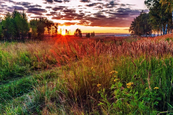 Vägen i solnedgången fältet — Stockfoto