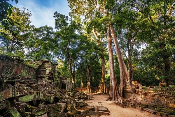 Floresta da selva em Angkor Wat Area — Fotografia de Stock