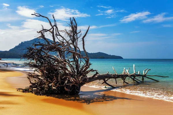 Tronco d'albero morto sulla spiaggia — Foto Stock