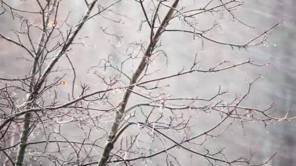 雪と風 — ストック動画