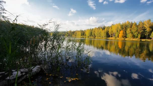 Lago da floresta — Vídeo de Stock