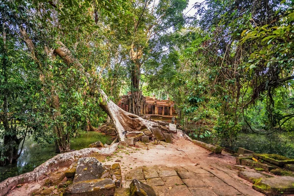 Jungle prales v angkor wat oblasti — Stock fotografie