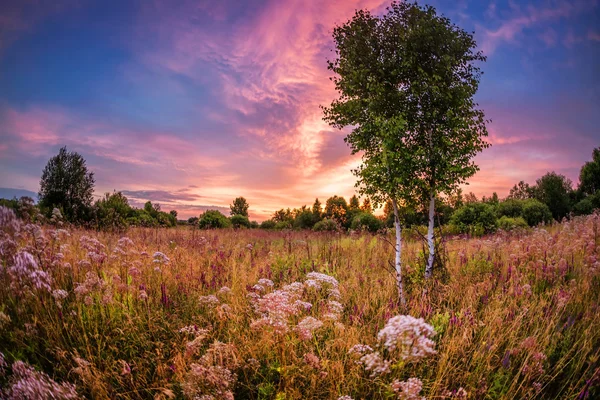 Zonsondergang in de zomer veld — Stockfoto