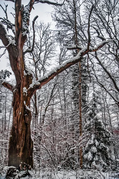 Floresta de Inverno — Fotografia de Stock